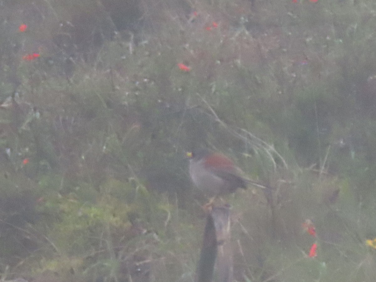Rufous-backed Inca-Finch - ML634396291