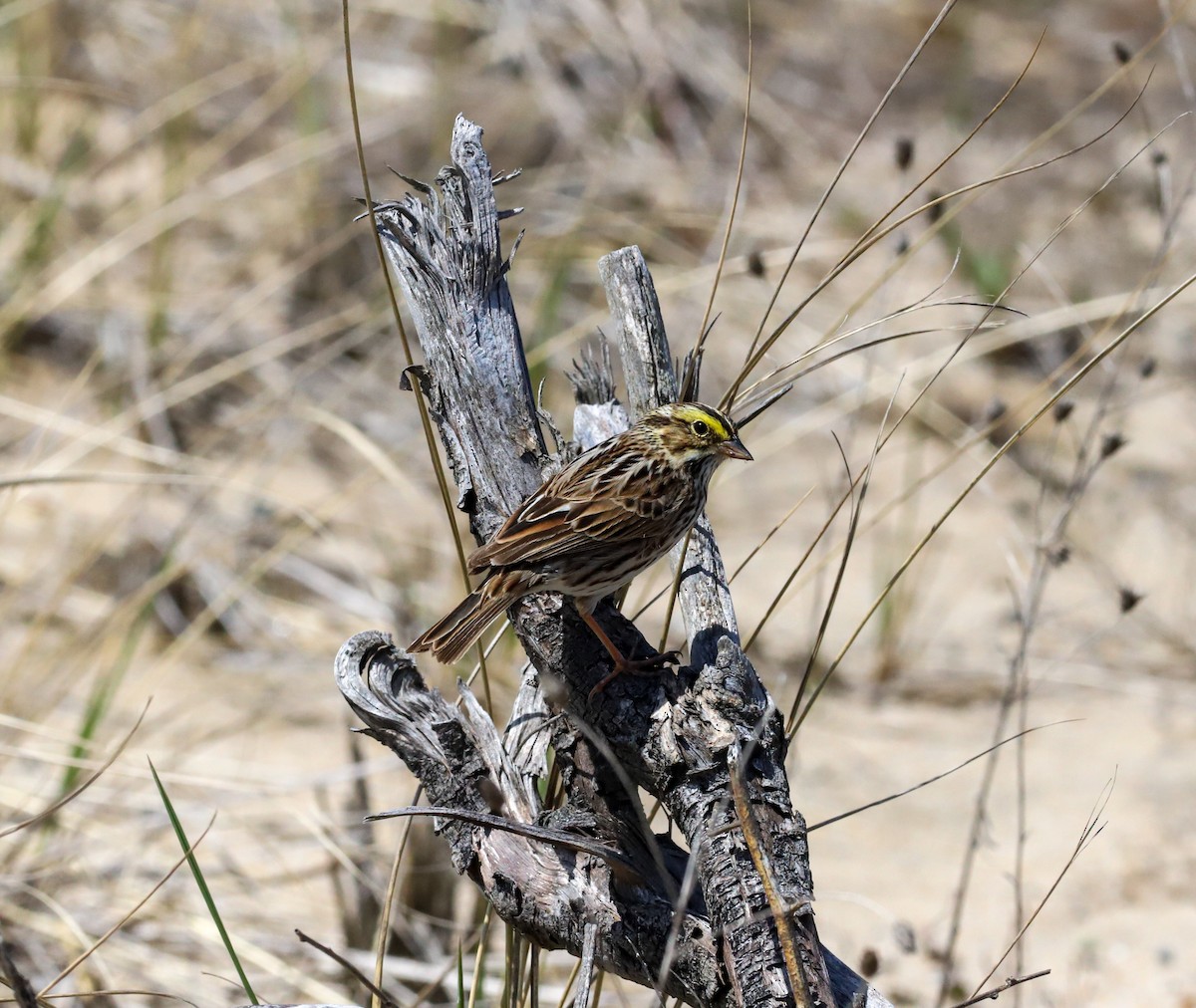 Savannah Sparrow - ML634396334