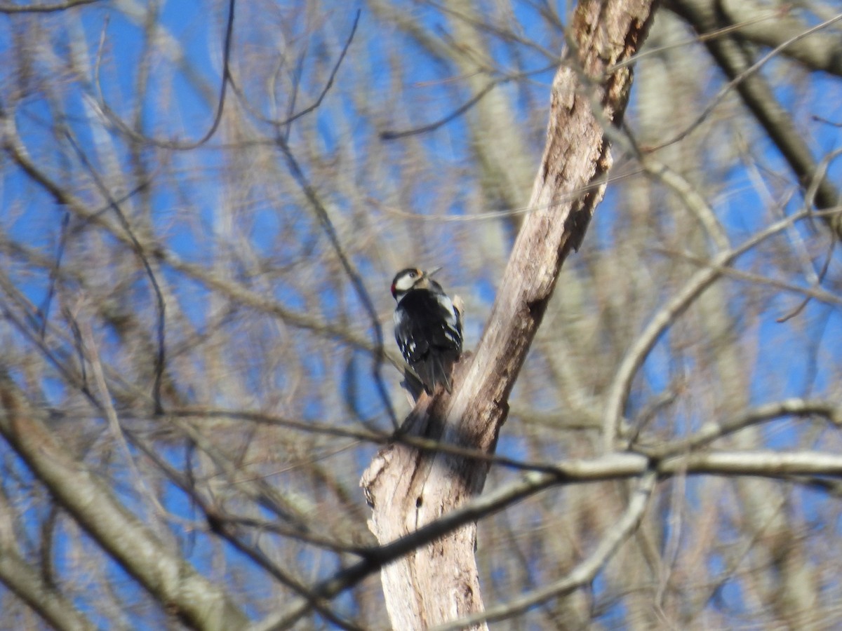 Great Spotted Woodpecker - ML634396470