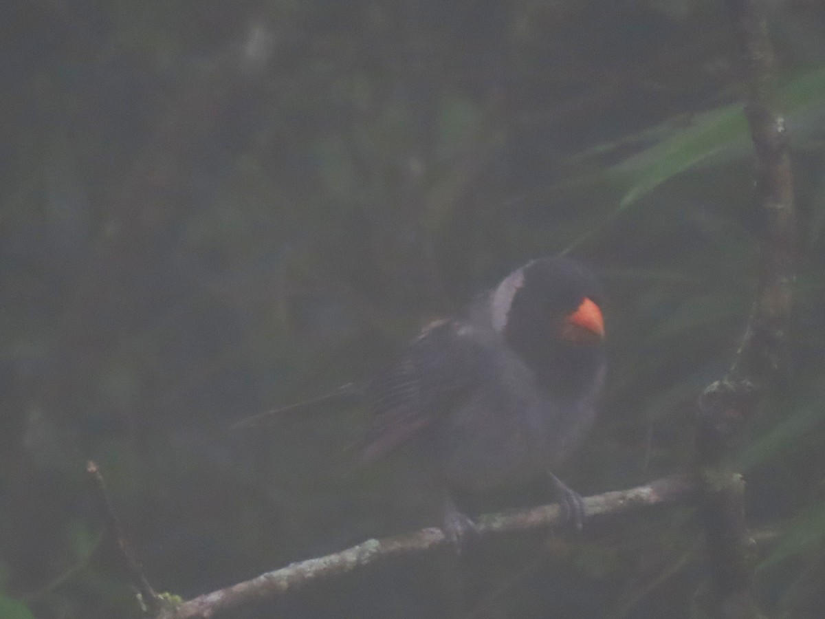 Black-cowled Saltator - ML634396546