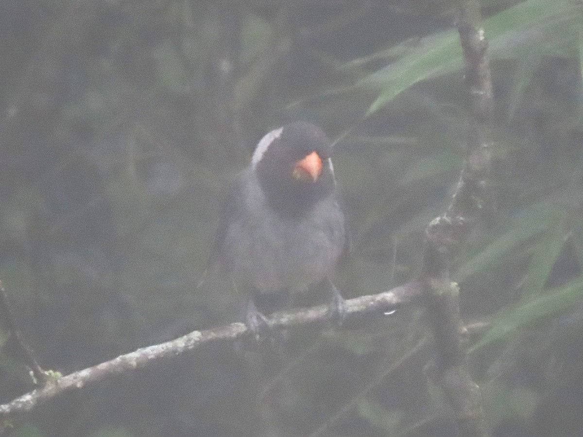 Black-cowled Saltator - ML634396547
