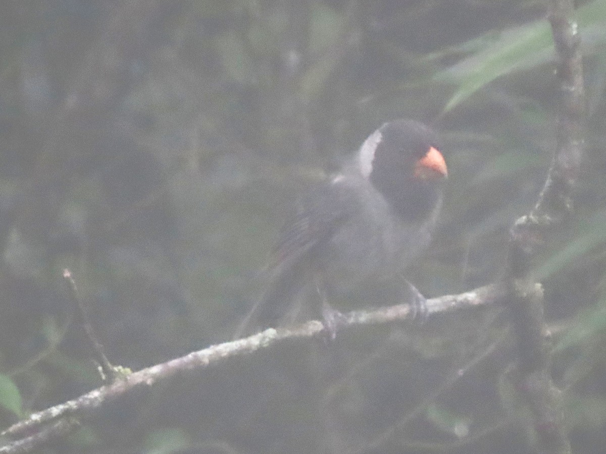 Black-cowled Saltator - ML634396548