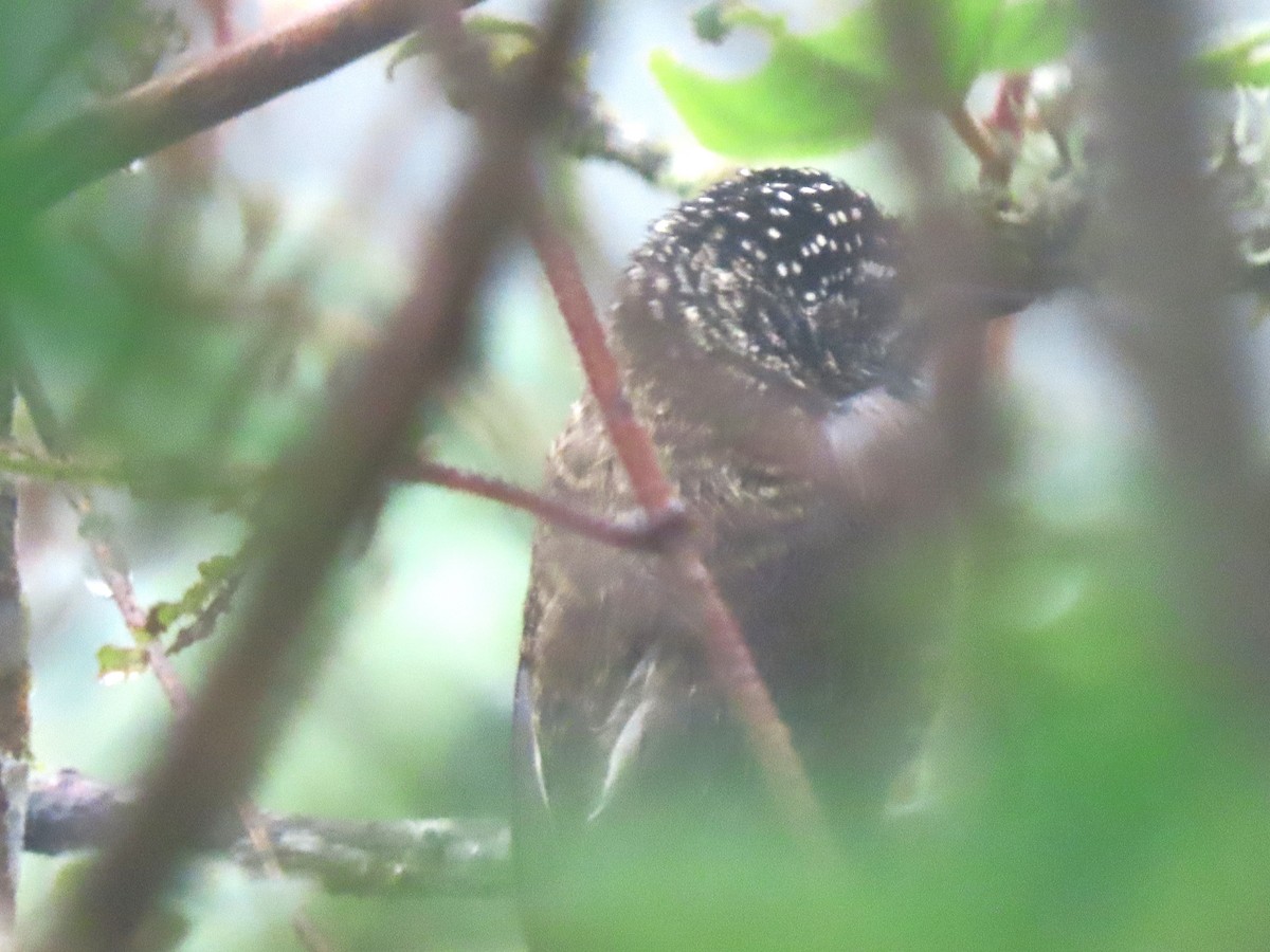 Ecuadorian Piculet - ML634396556