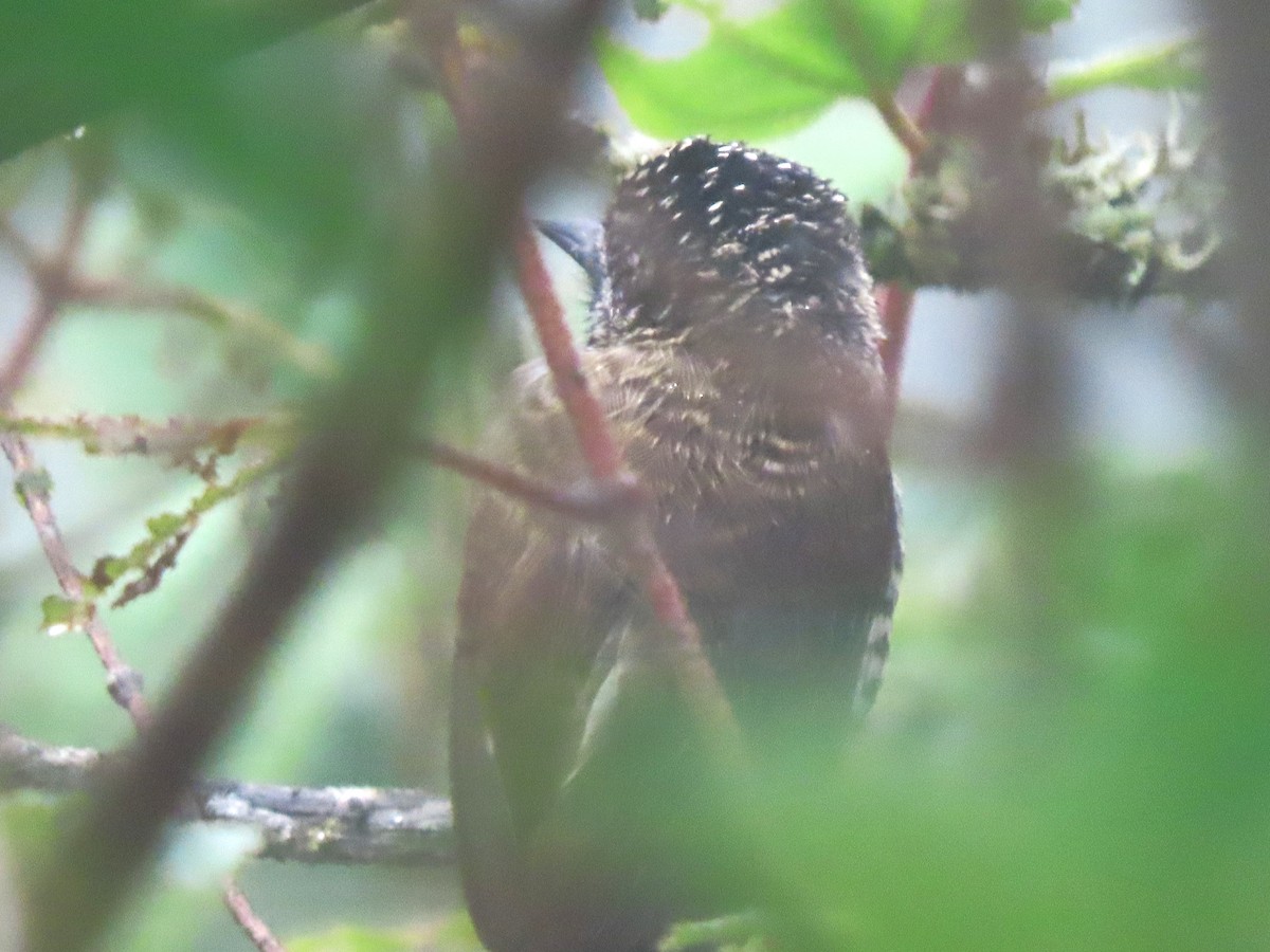 Ecuadorian Piculet - ML634396559