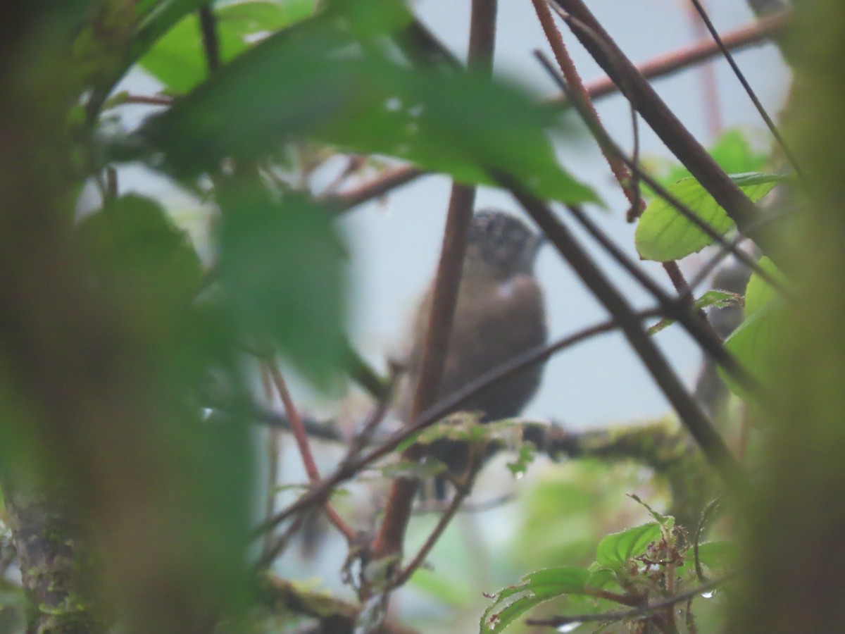 Ecuadorian Piculet - ML634396560