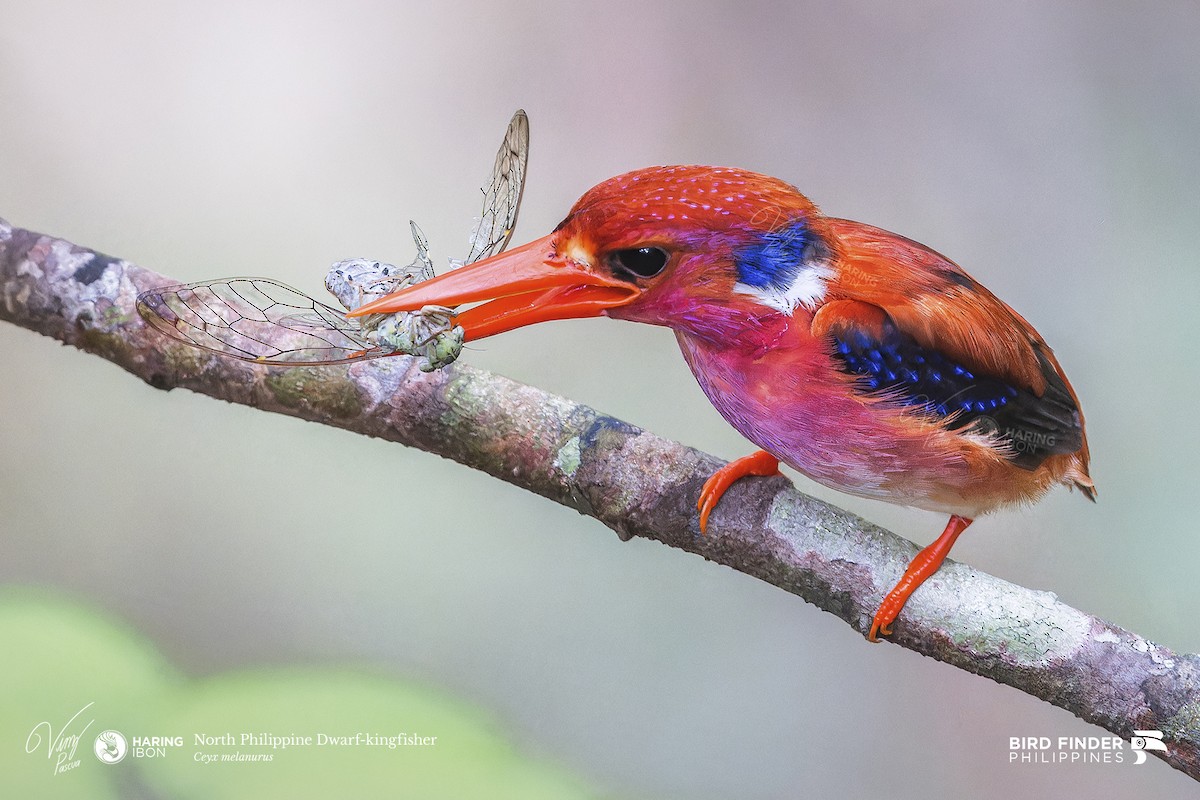 Philippine Dwarf-Kingfisher (Luzon) - ML634396586