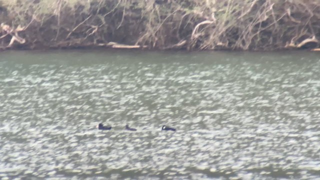 Surf Scoter - ML634396645