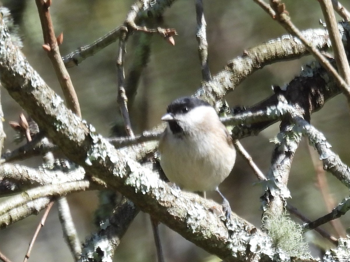 Marsh Tit - ML634396679