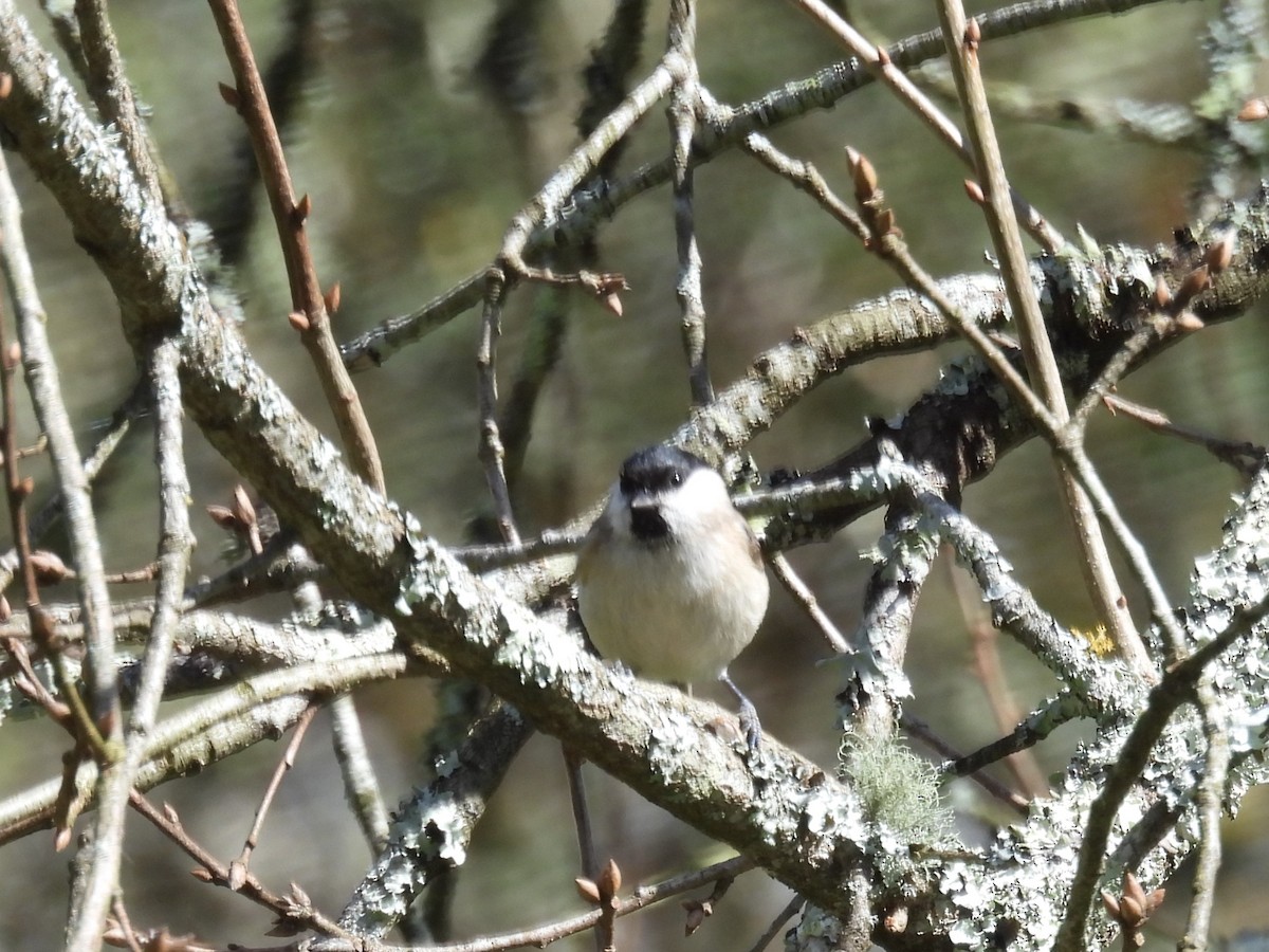 Marsh Tit - ML634396693