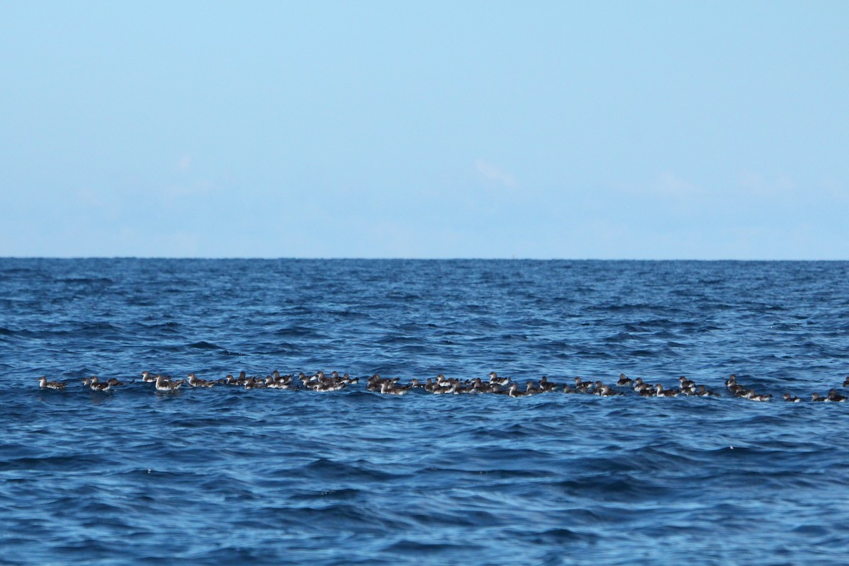 Hutton's Shearwater - ML634396836