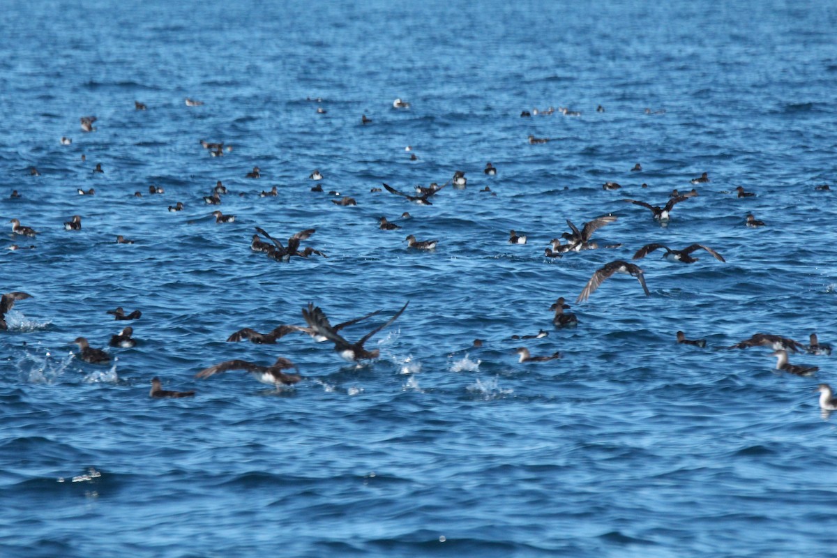 Hutton's Shearwater - ML634396837