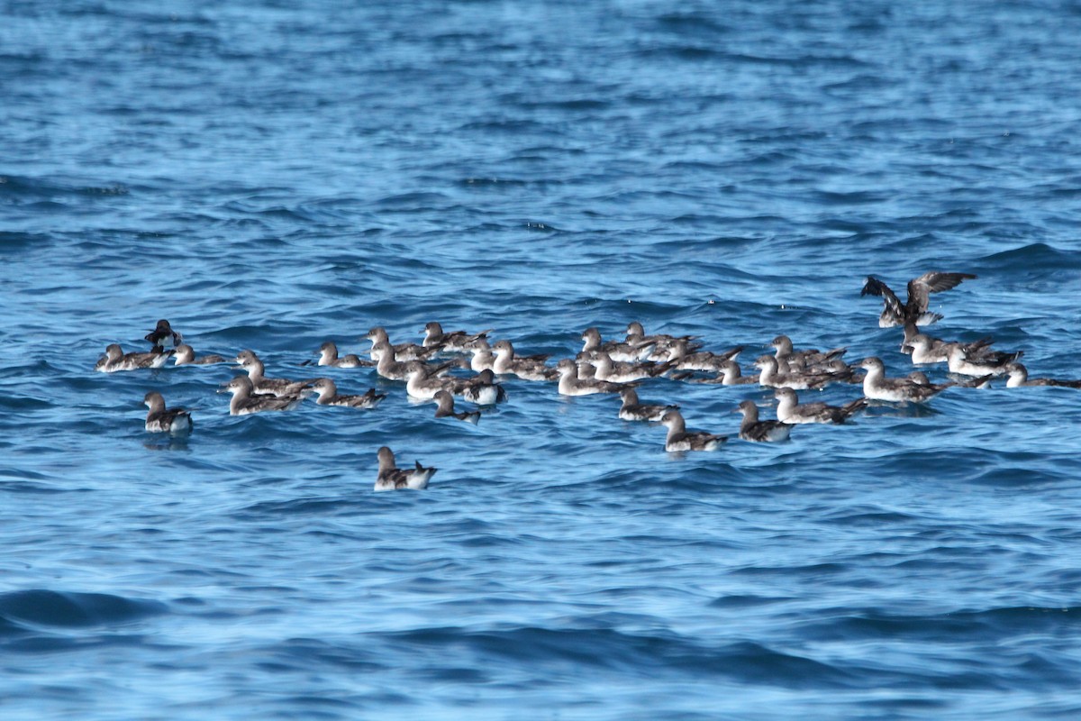 Hutton's Shearwater - ML634396838
