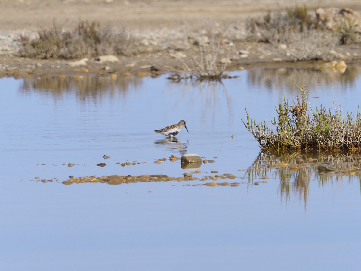 jespák obecný - ML634396860