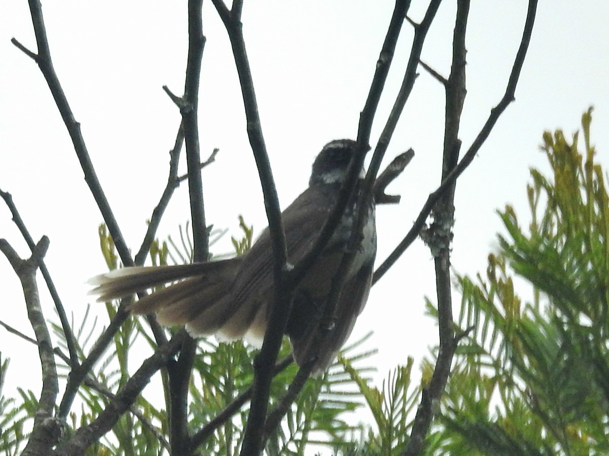 Spot-breasted Fantail - ML634396930