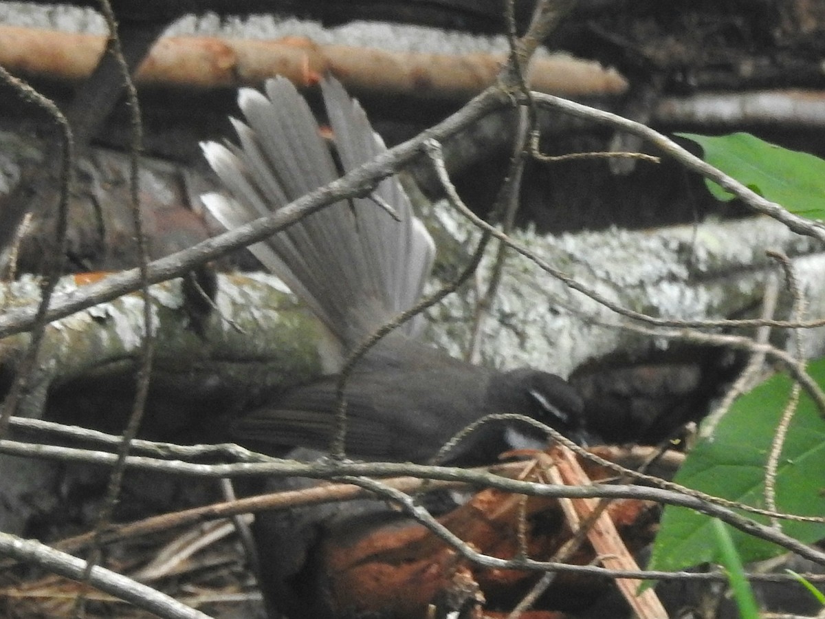 Spot-breasted Fantail - ML634396932