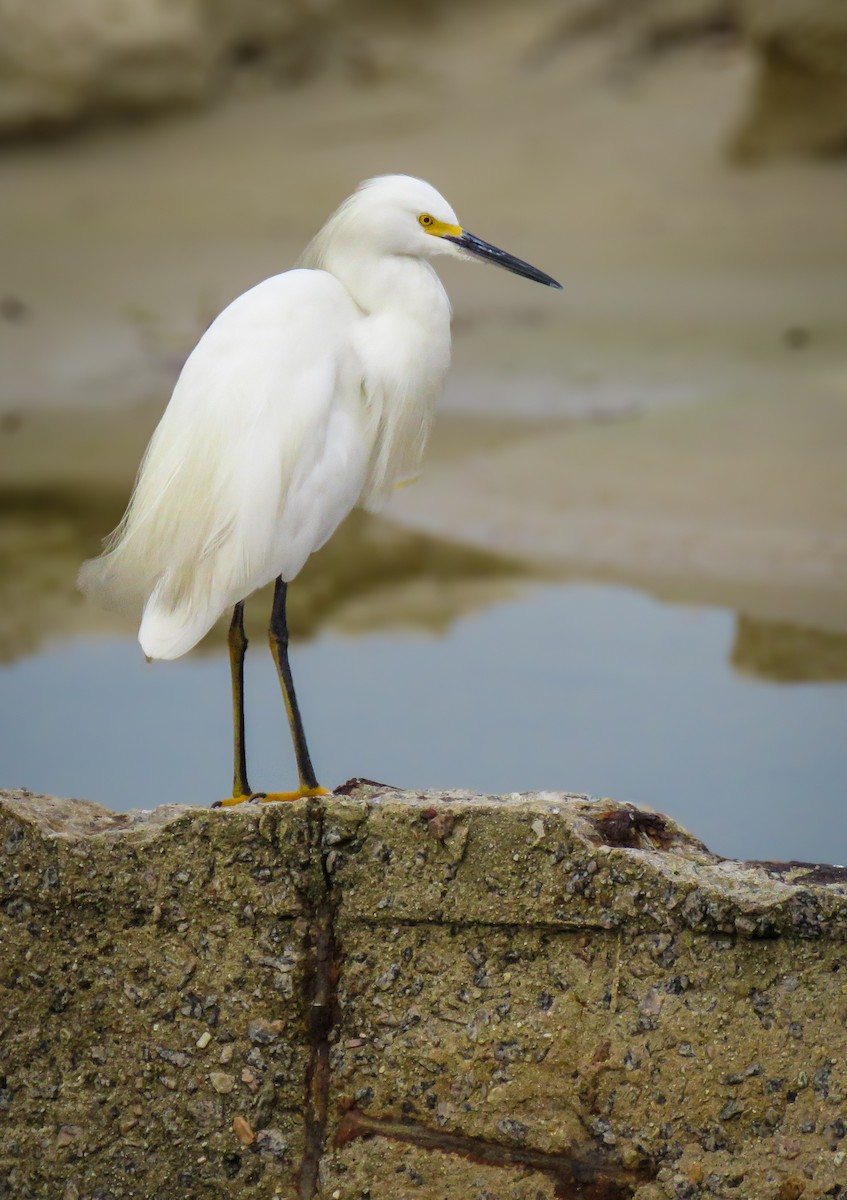 Snowy Egret - ML634396938