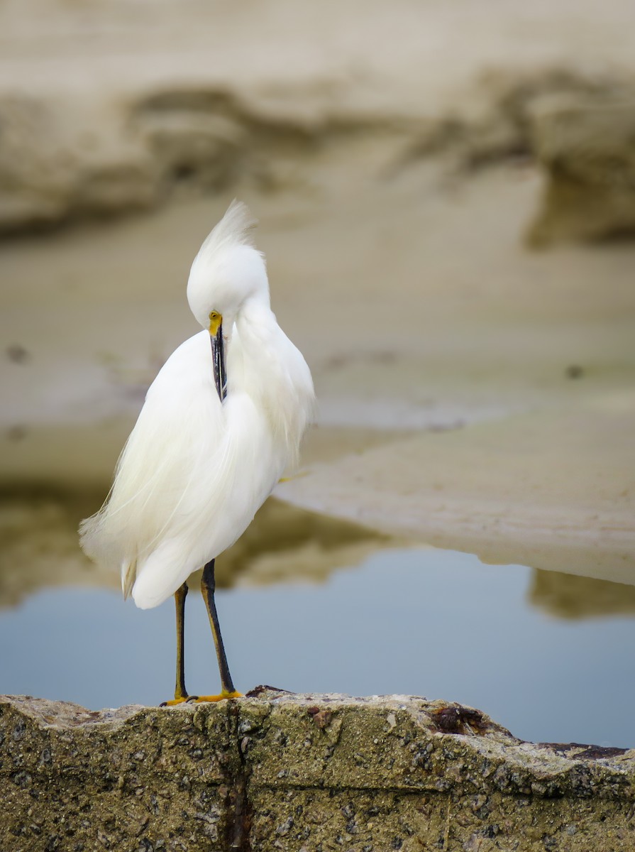 Snowy Egret - ML634396939