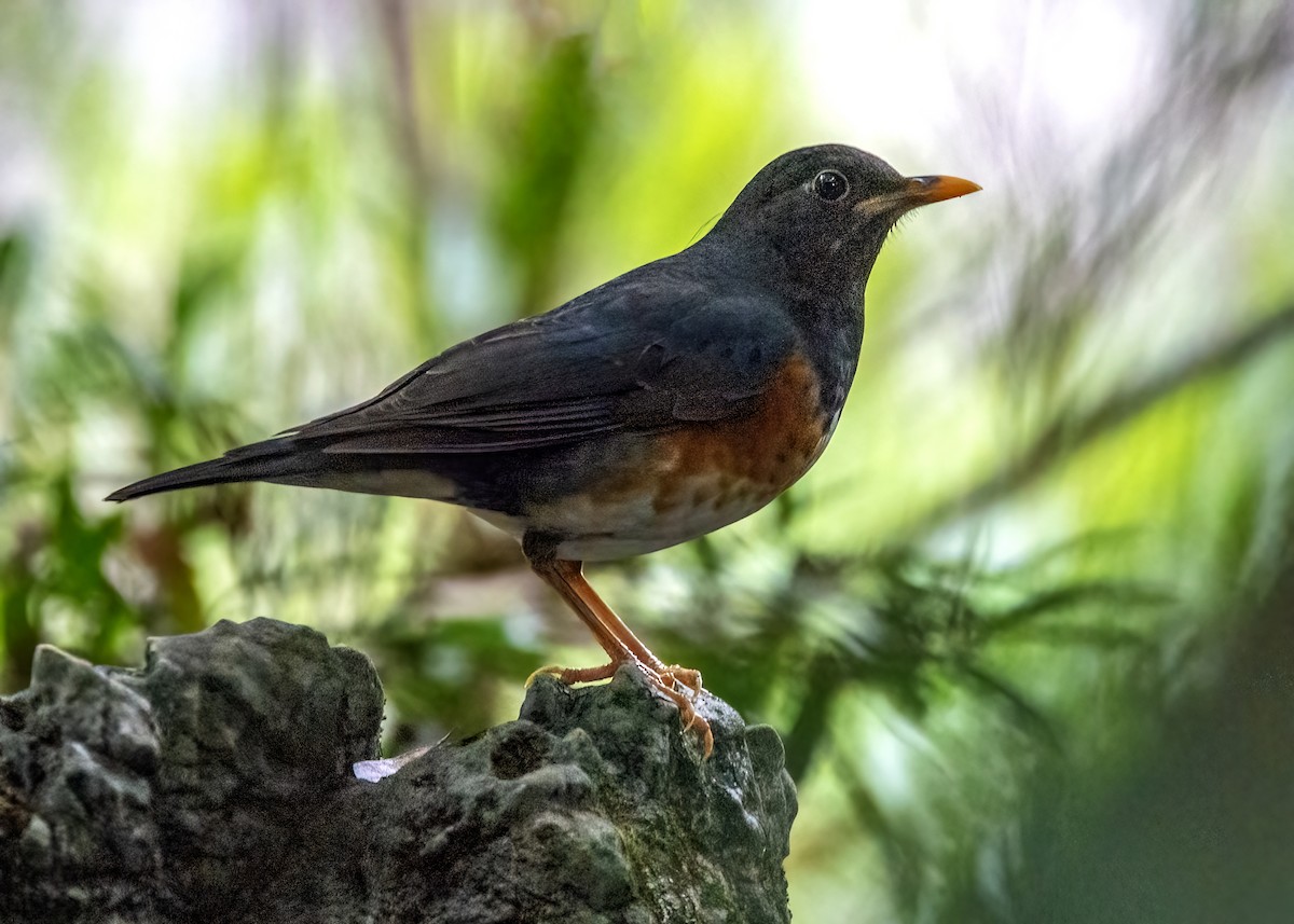 Black-breasted Thrush - ML634396952
