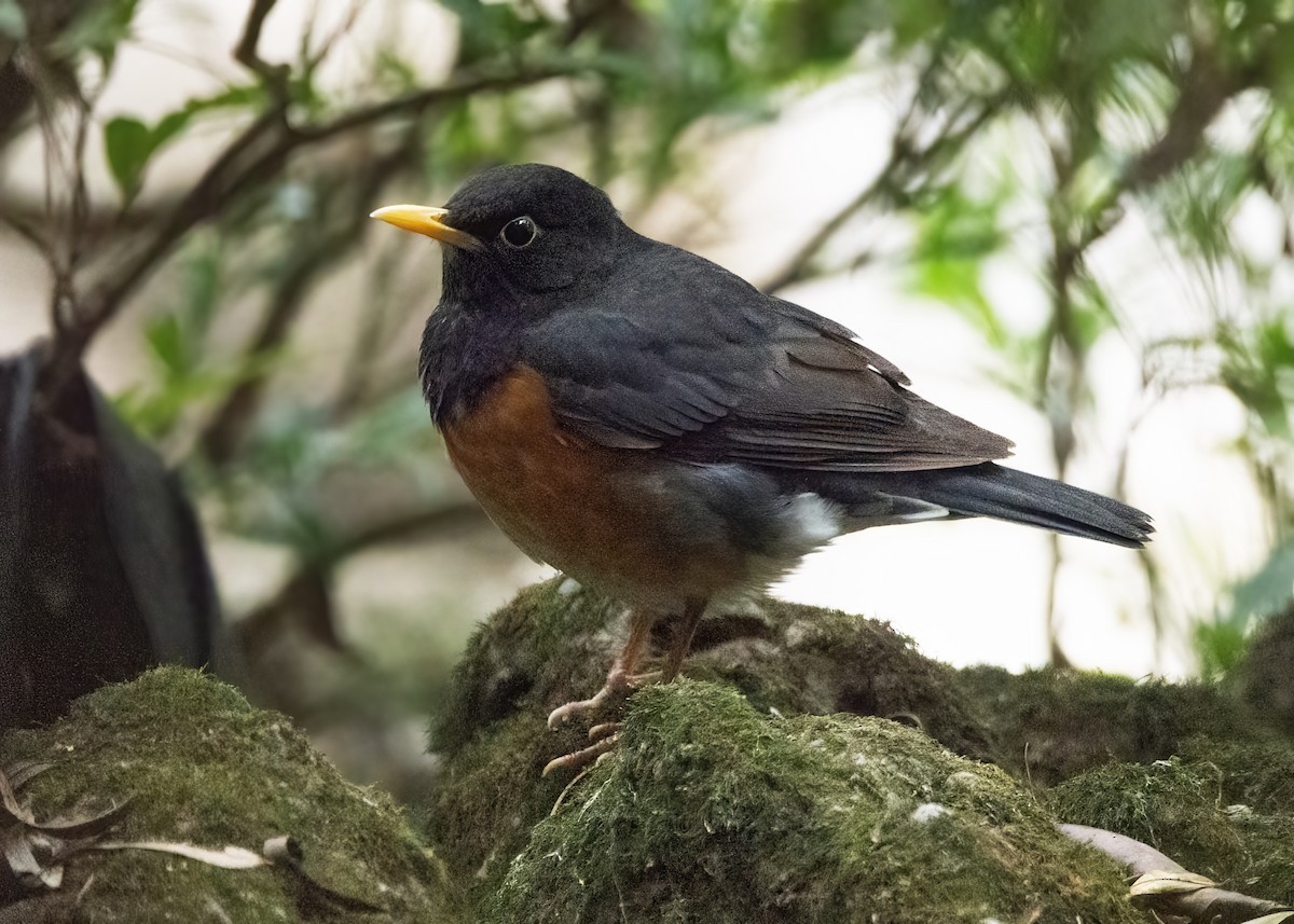 Black-breasted Thrush - ML634396953