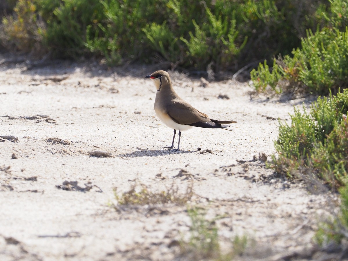 ouhorlík stepní - ML634396967