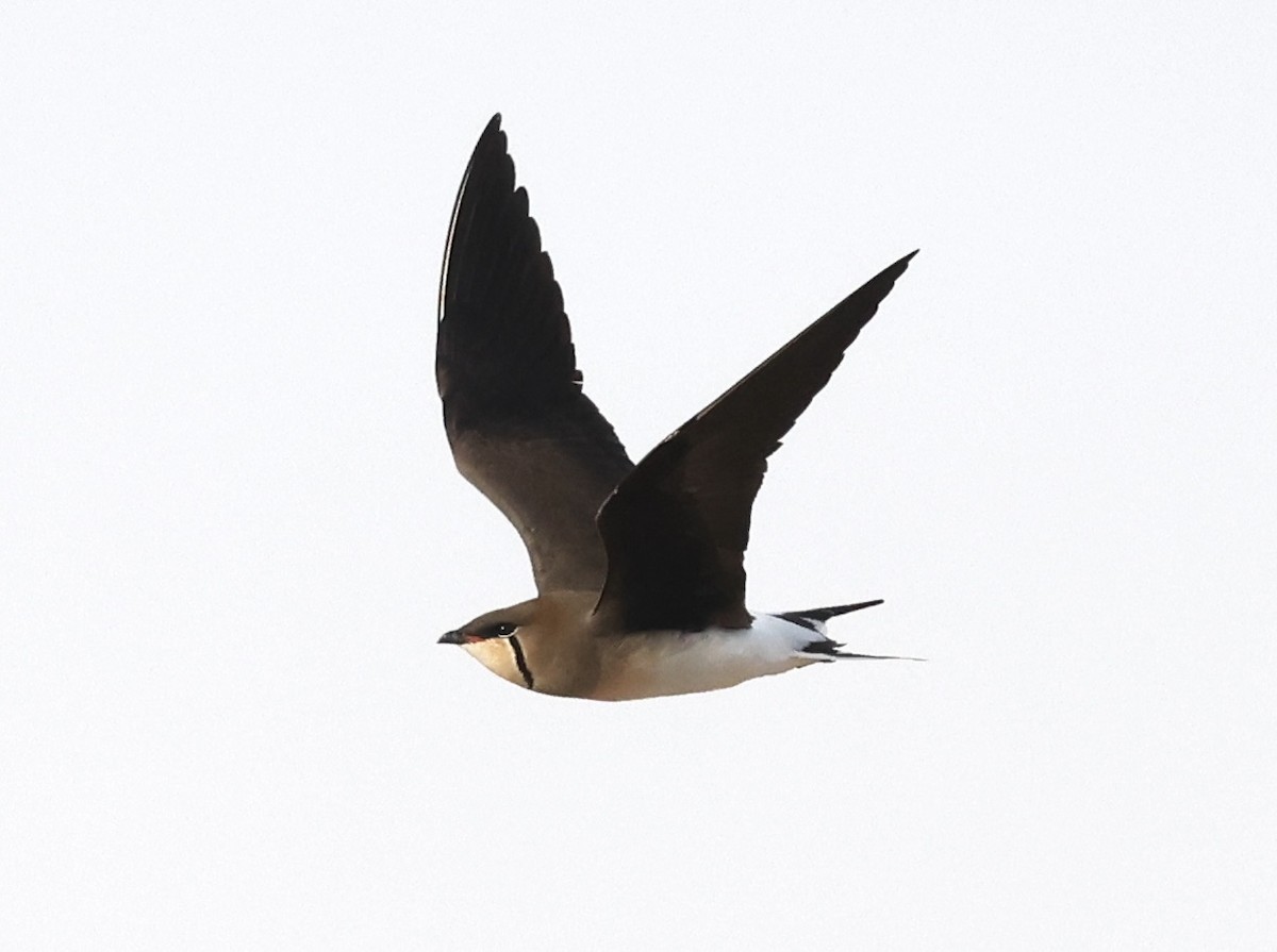 Black-winged Pratincole - ML634396986