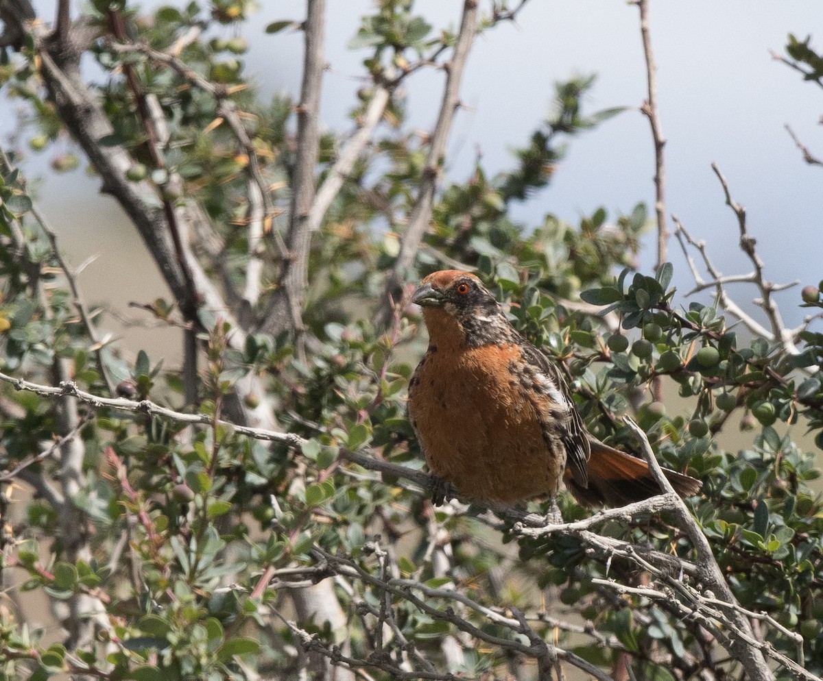 Rufous-tailed Plantcutter - Sonja Ross