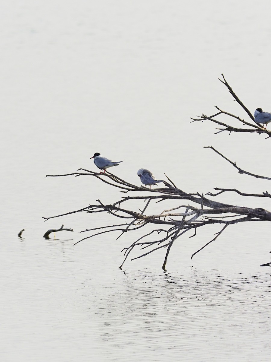 rybák bahenní - ML634397122