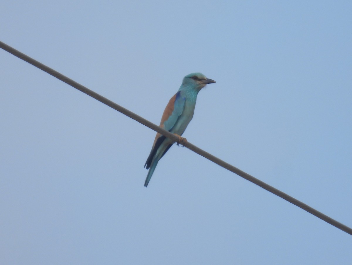 European Roller - ML634397163