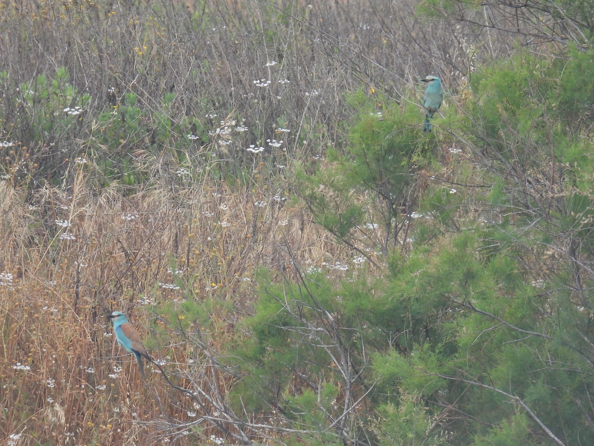 European Roller - ML634397165