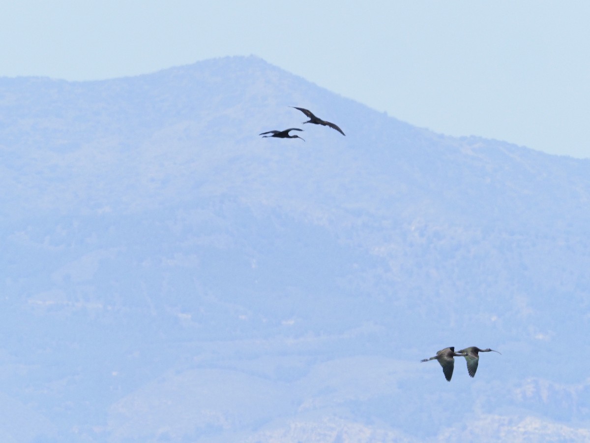 ibis hnědý - ML634397177