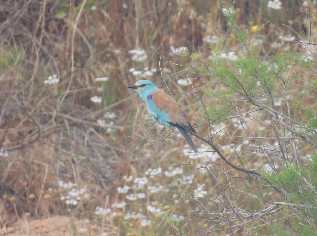 European Roller - ML634397225