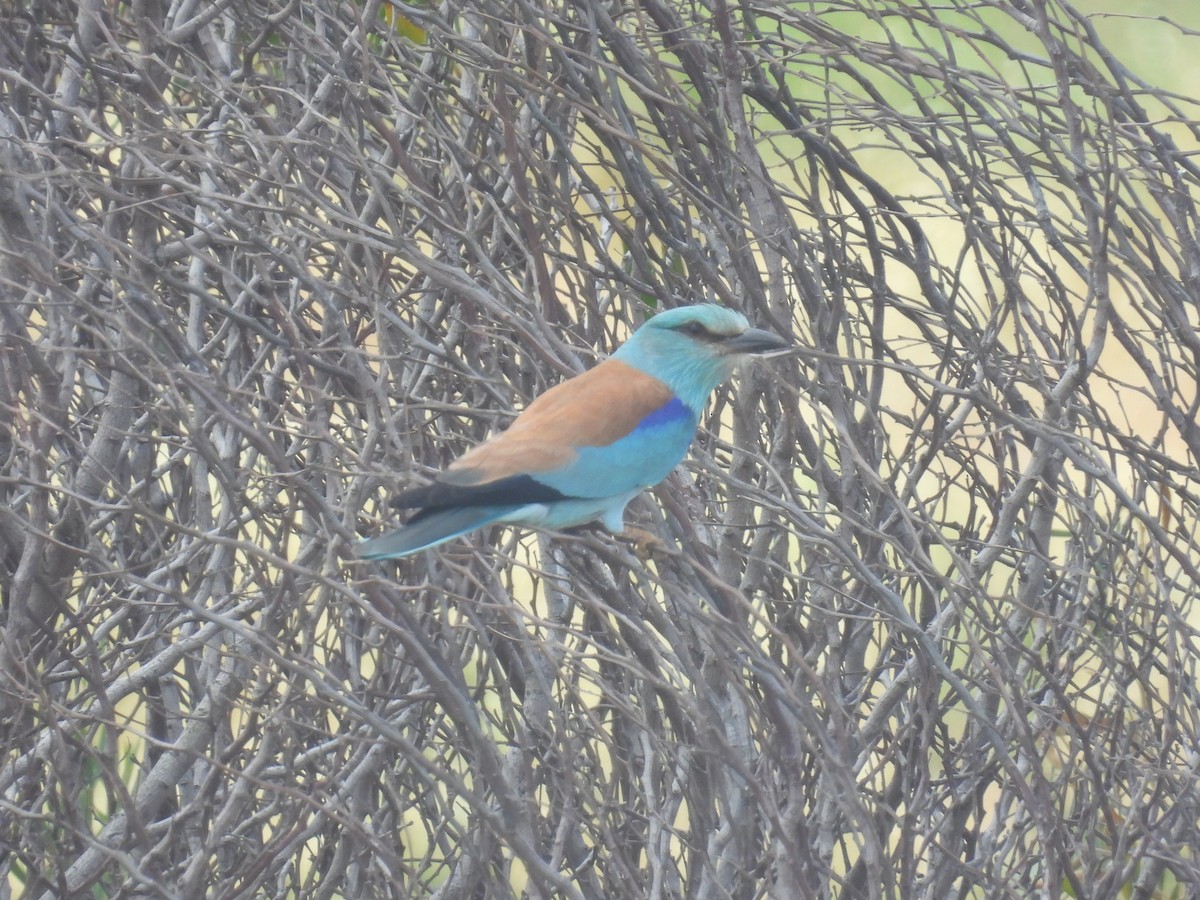 European Roller - ML634397226