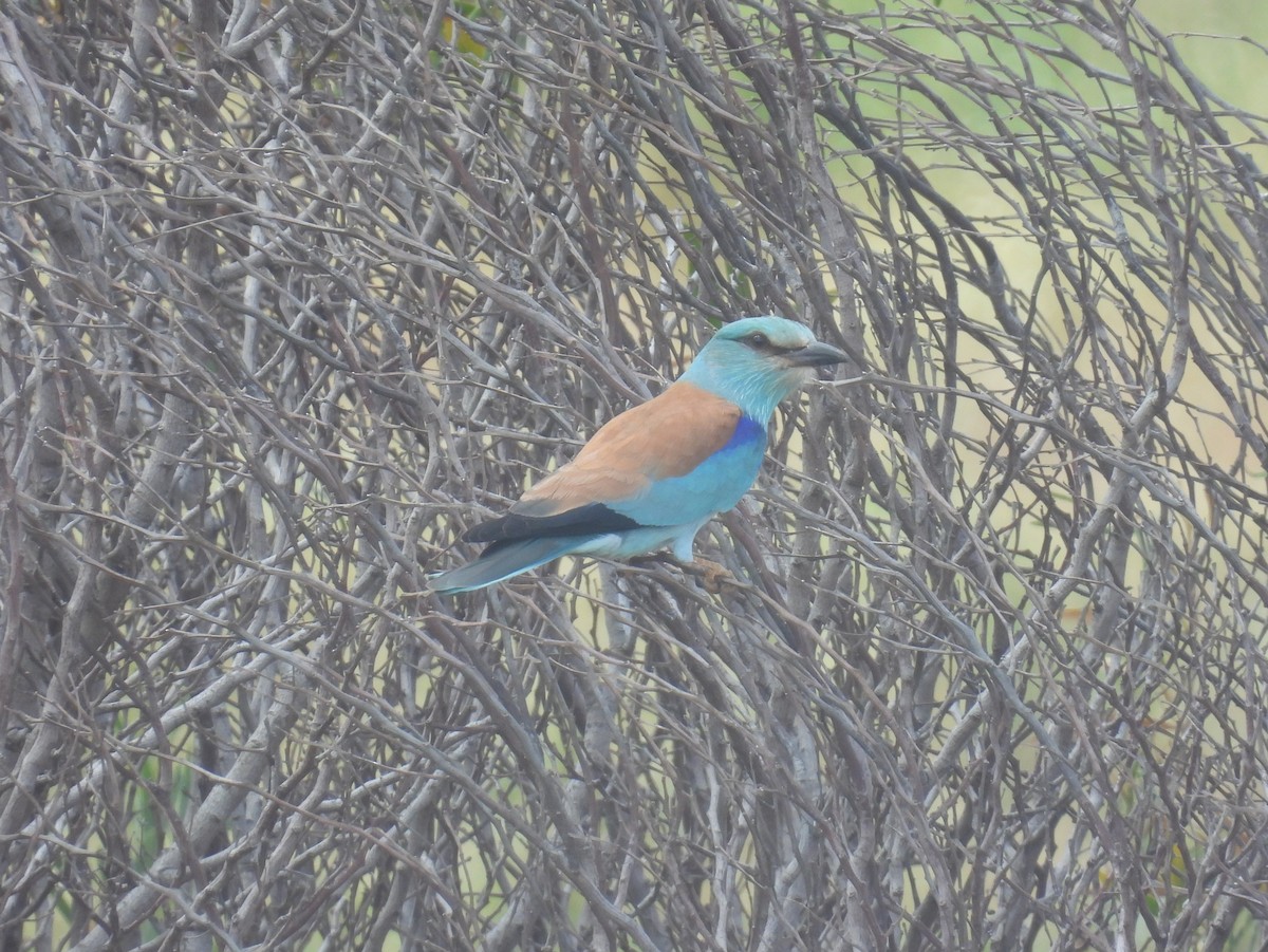 European Roller - ML634397227