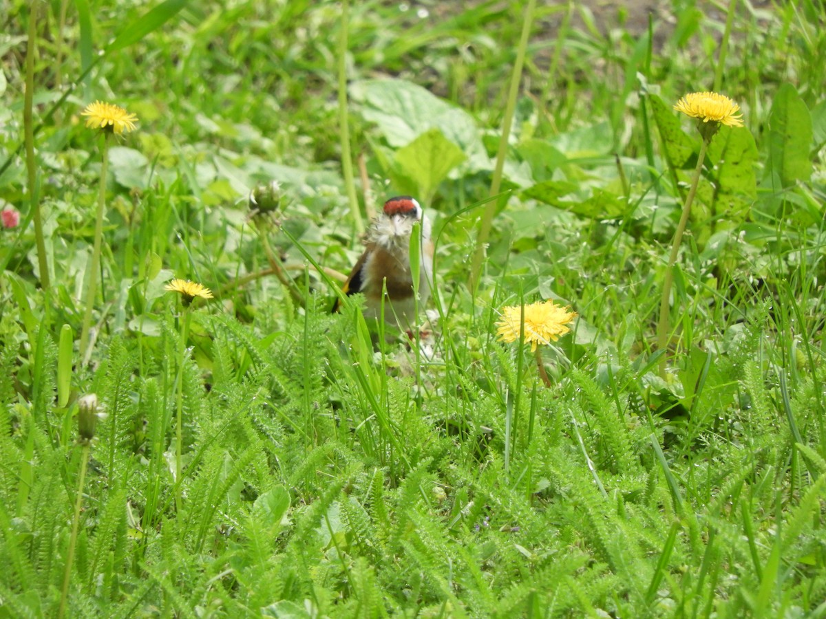 European Goldfinch - ML634397279