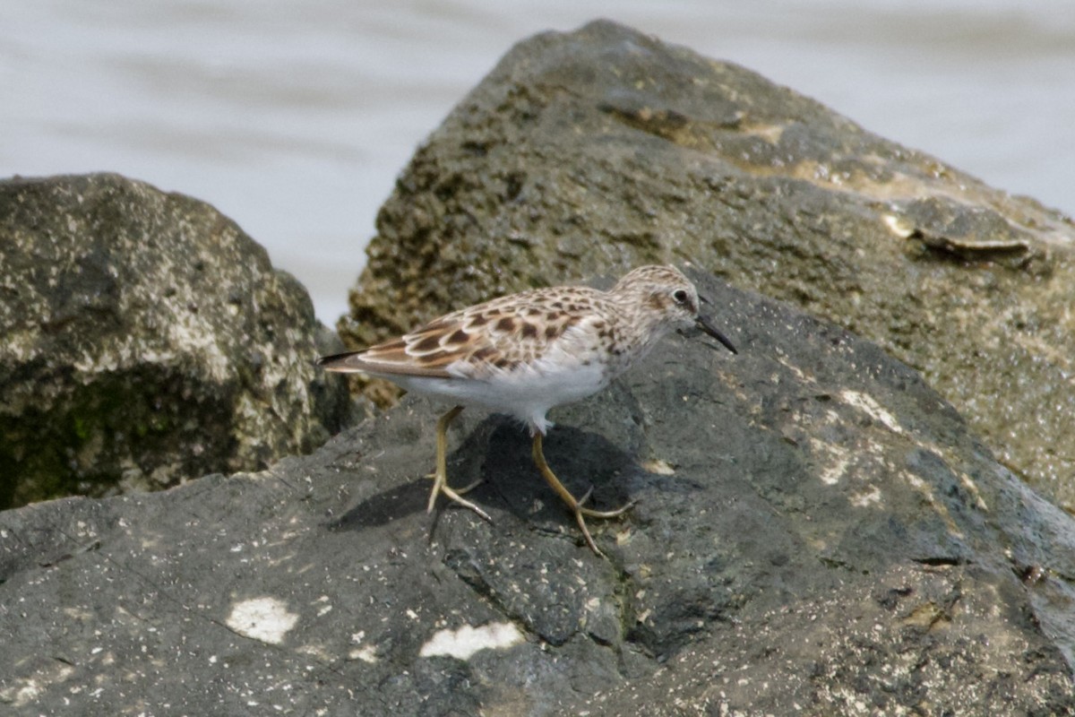 Least Sandpiper - ML634397296