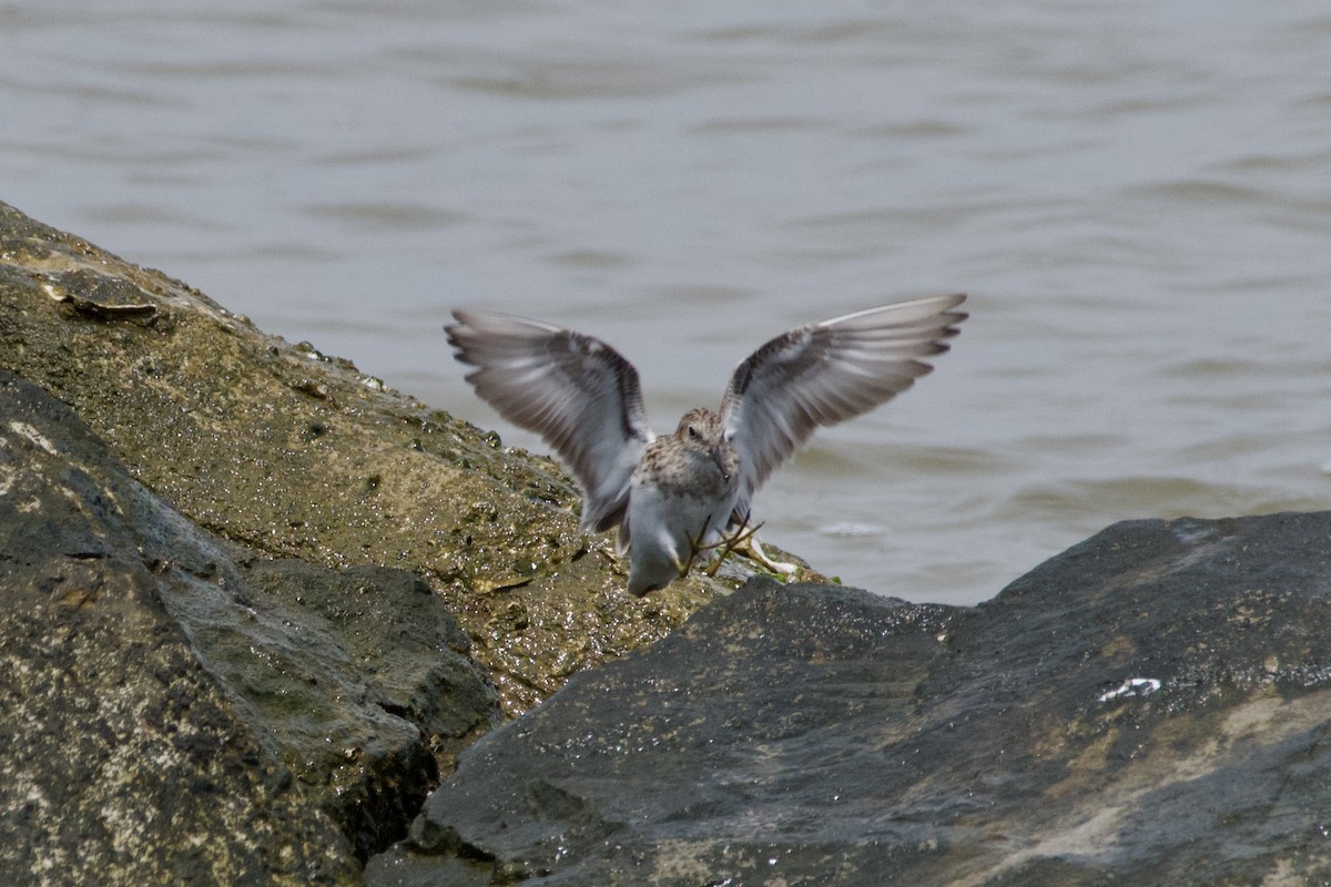 Least Sandpiper - ML634397297