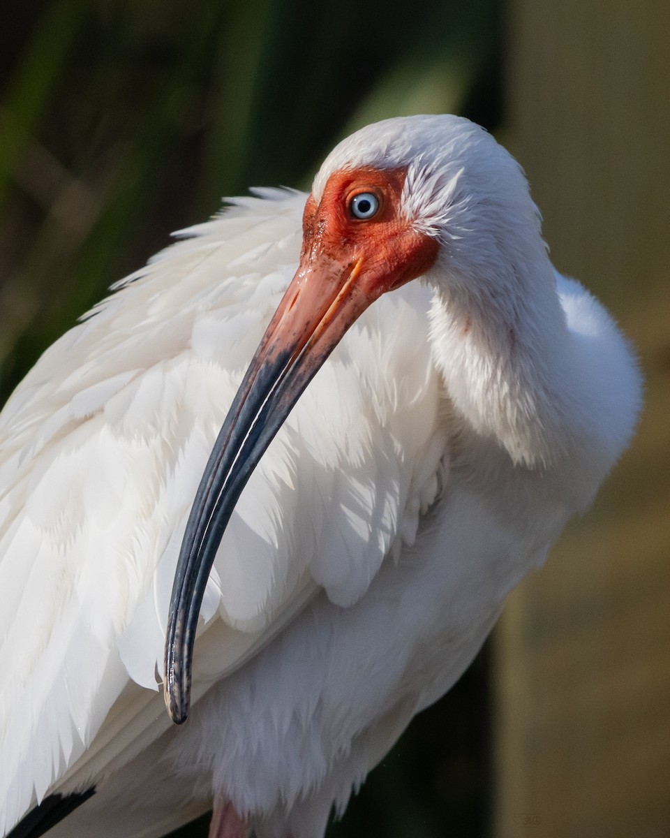 White Ibis - ML634397299