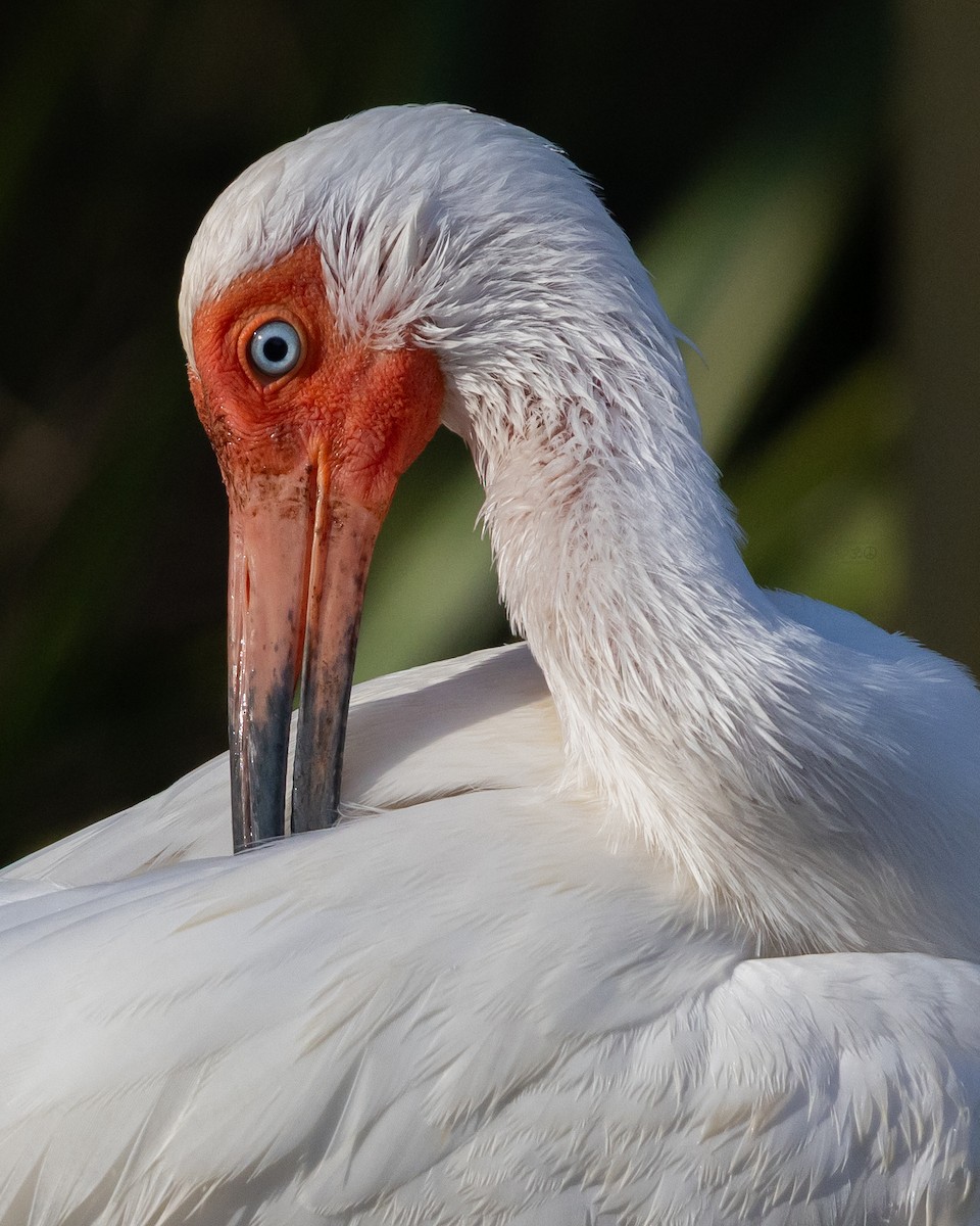 White Ibis - ML634397300