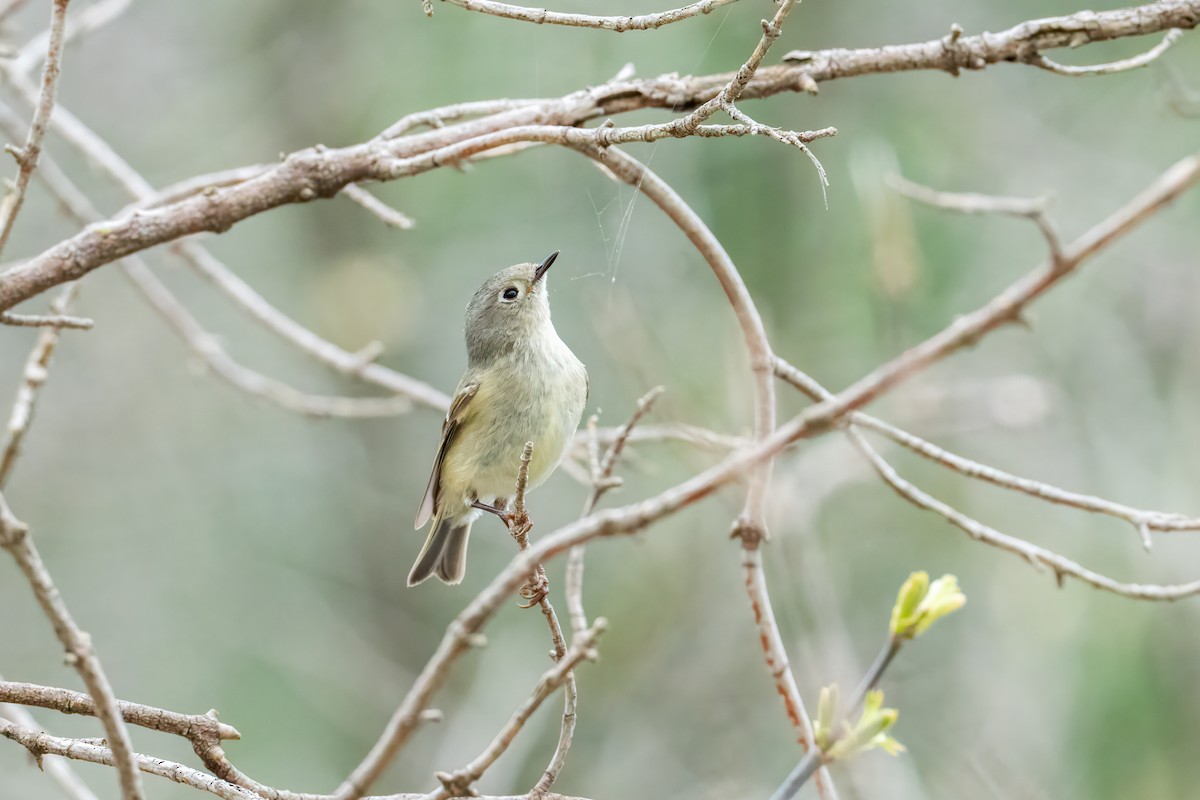 Ruby-crowned Kinglet - ML634397302