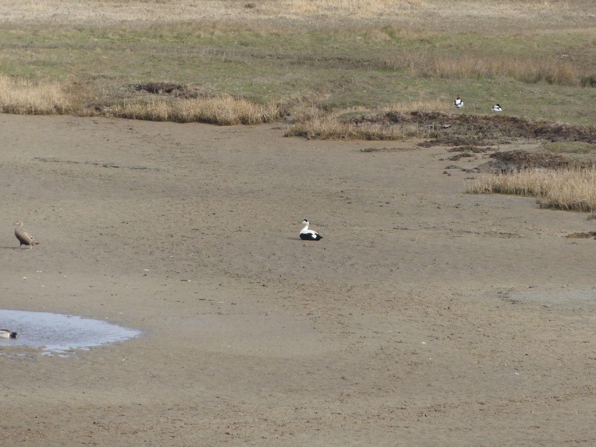 Common Eider - ML634397303