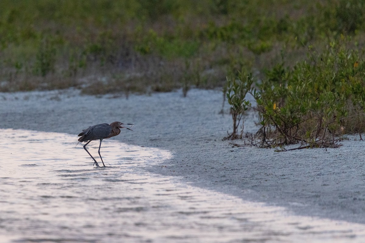 Reddish Egret - ML634397306
