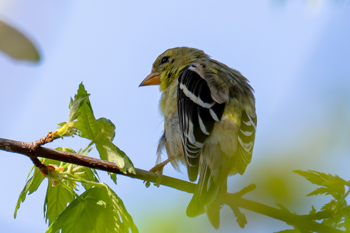 American Goldfinch - ML634397318