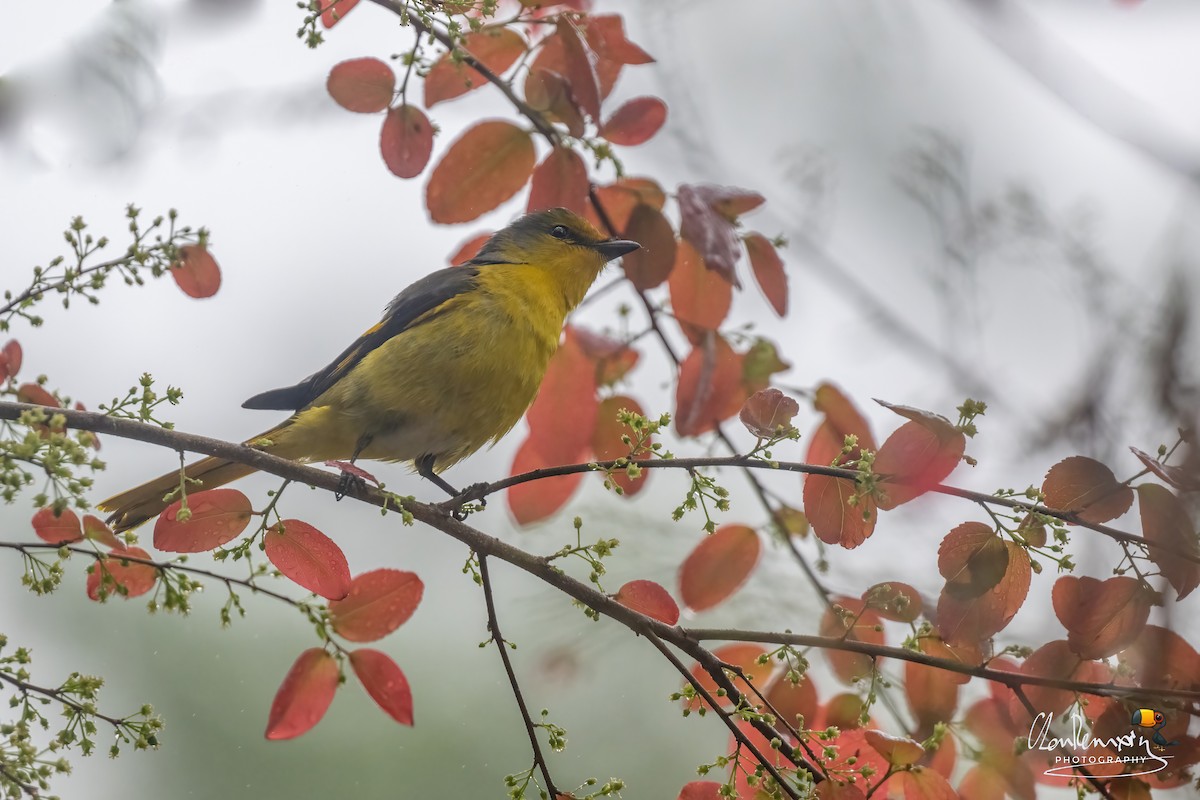 赤紅山椒鳥 - ML634397321