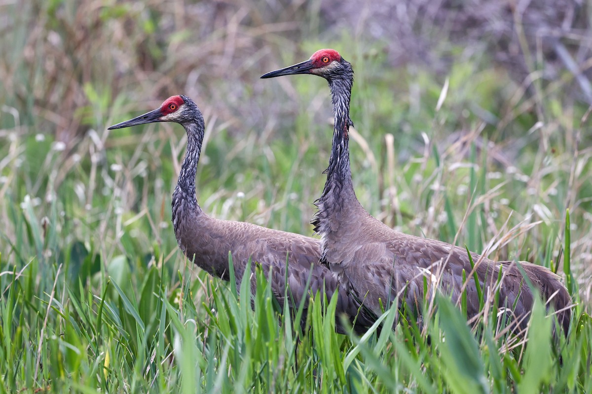 Sandhill Crane - ML634397404