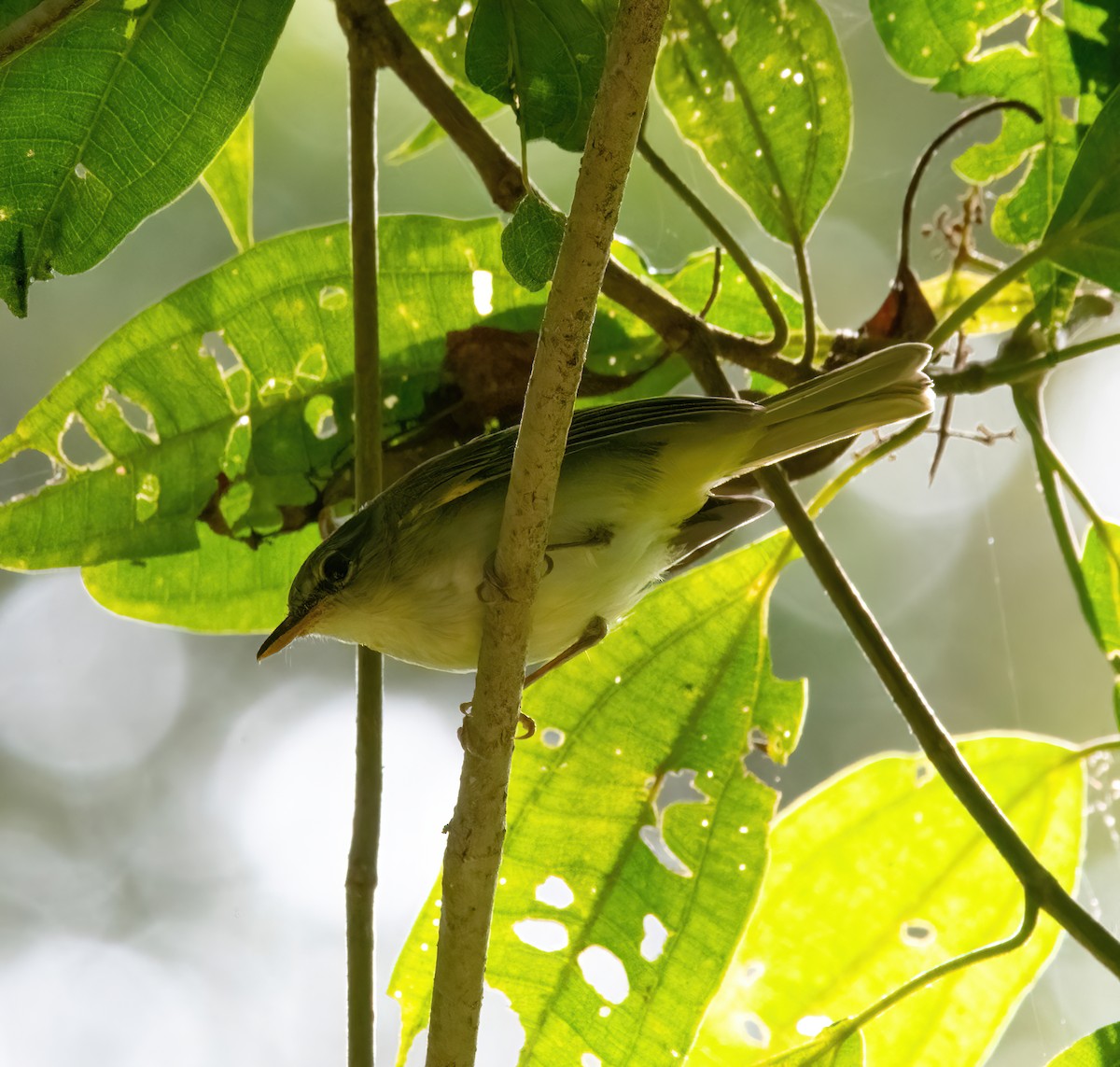 Philippine Leaf Warbler - ML634397462