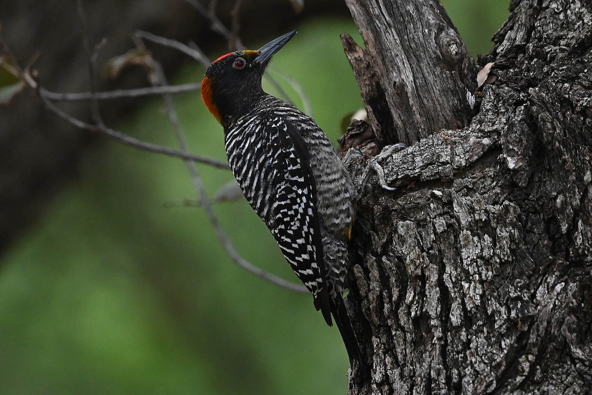 Golden-fronted Woodpecker - ML634397495