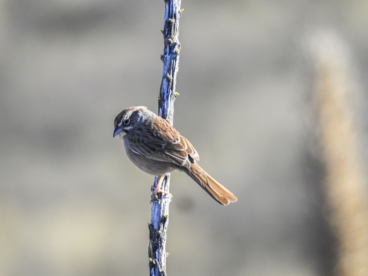 Rufous-crowned Sparrow - ML634397512