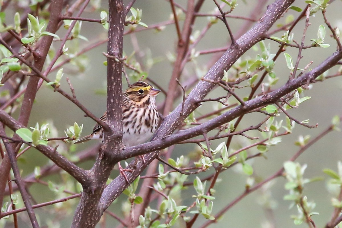 Savannah Sparrow - ML634397537