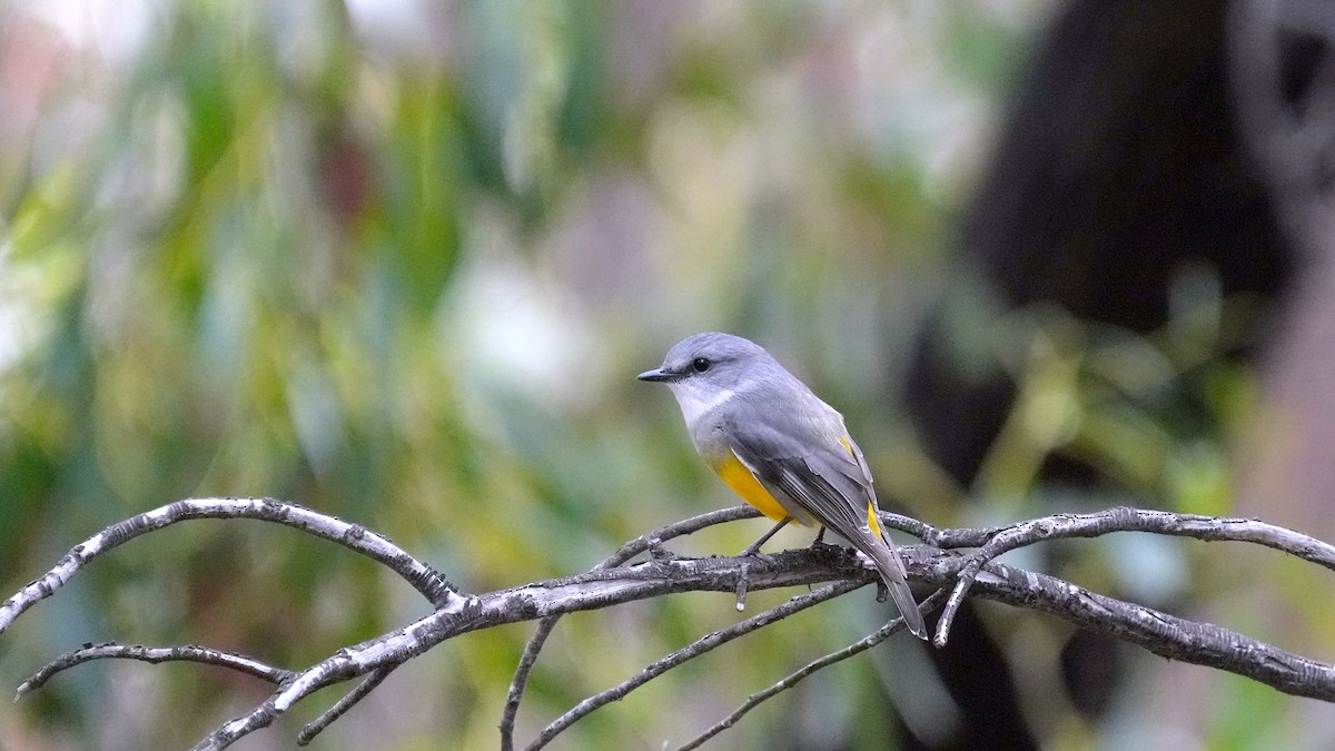 Western Yellow Robin - ML634397543