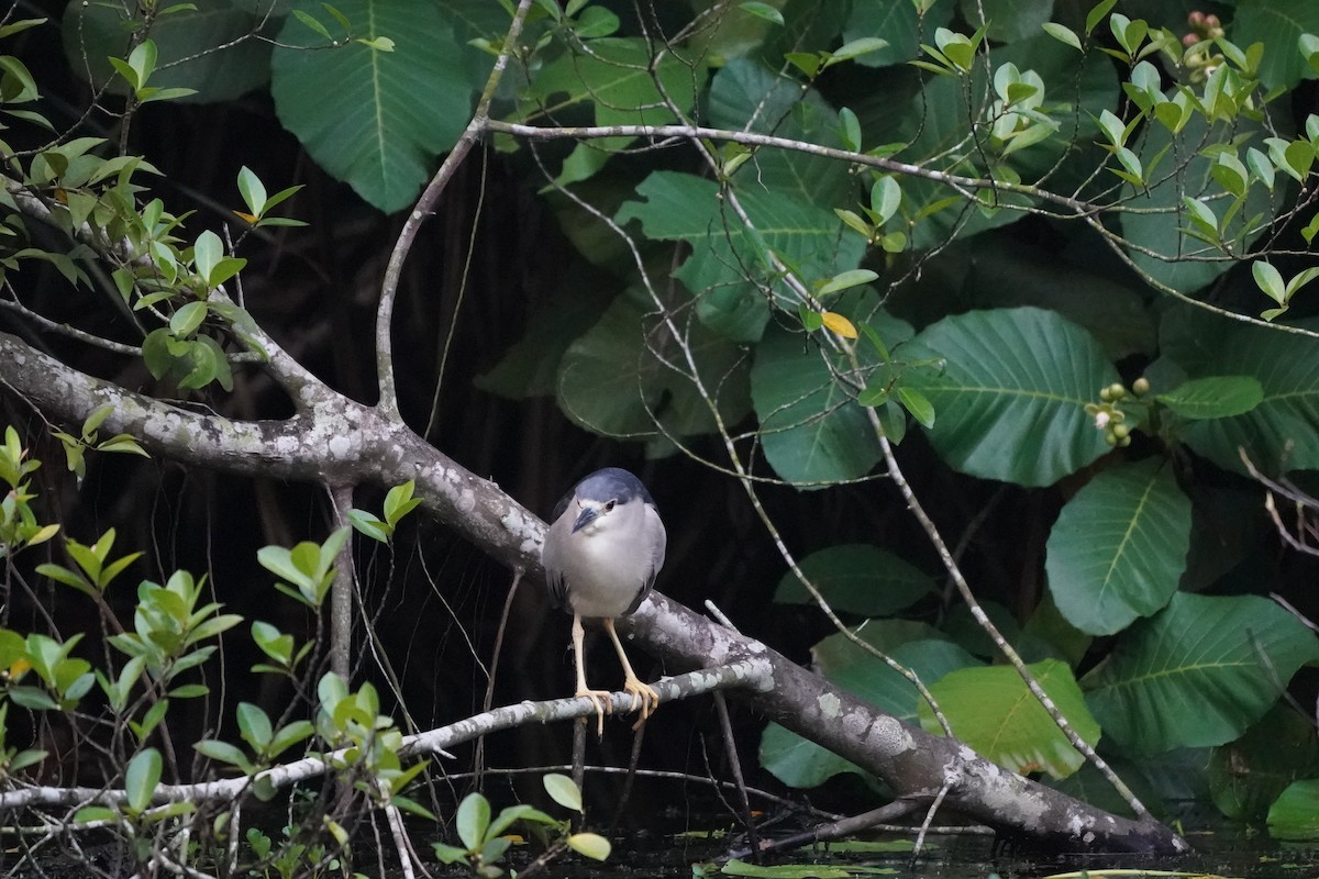 Black-crowned Night Heron - ML634397558
